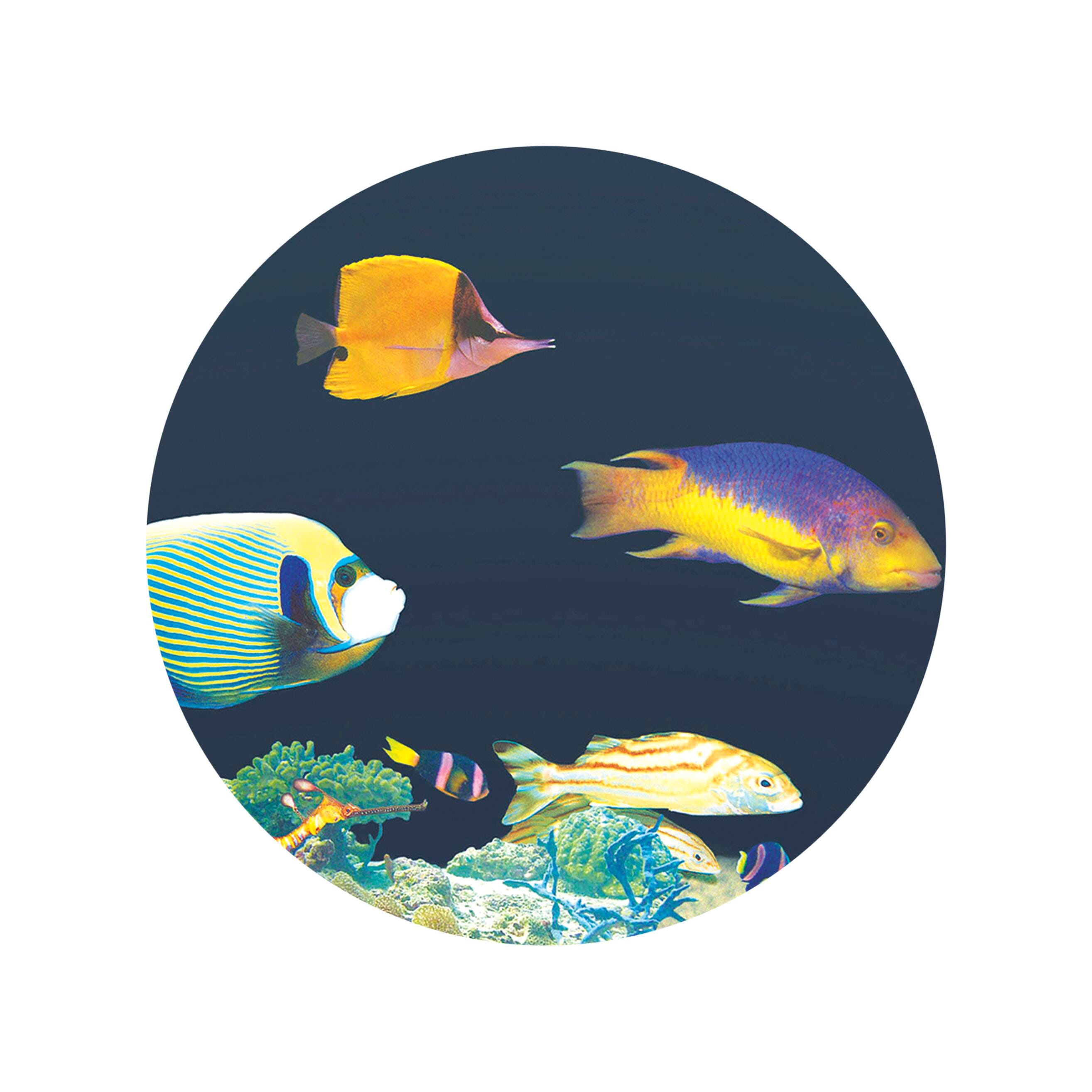 Optikinetics Solar Liquid Effect Wheel, Magnetic, Coral Reef 2125707